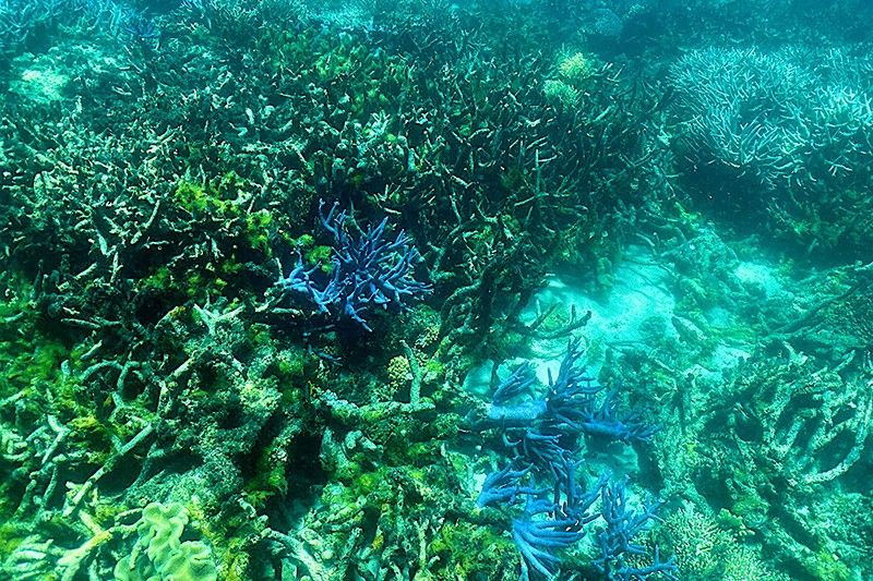 UN weighs Great Barrier Reef reprieve for Australia